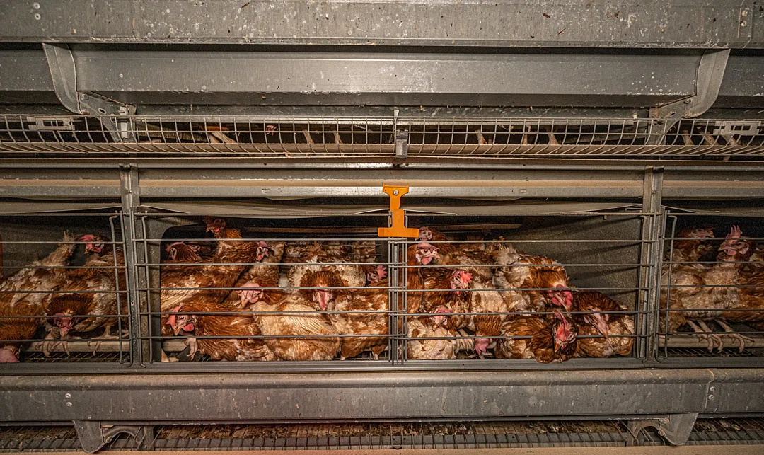 Ketreces tartásban szenvedő tyúkok a tojásiparban
